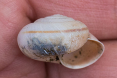 Helminthoglypta traskii isidroensis