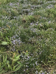 Porterella carnosula