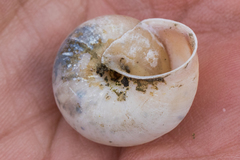 Helminthoglypta traskii isidroensis