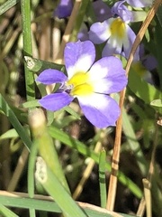 Porterella carnosula