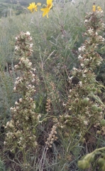Ipomopsis spicata spicata