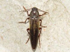 Enchodes sericea