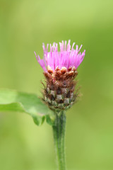 Centaurea decipiens