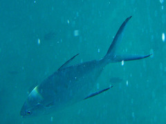 Trachinotus coppingeri