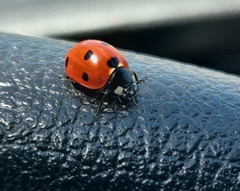 Coccinella septempunctata