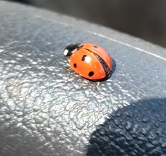 Coccinella septempunctata