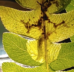 Chirosia filicis