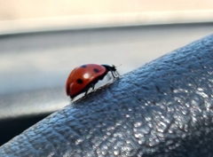 Coccinella septempunctata