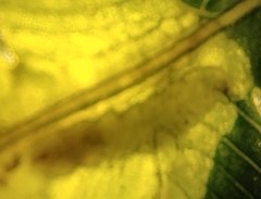 Chirosia filicis