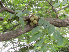 Juglans ailantifolia