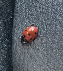 Coccinella septempunctata