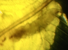 Chirosia filicis
