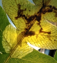 Chirosia filicis