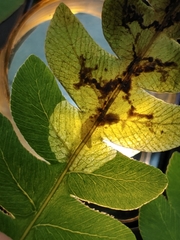 Chirosia filicis