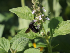 Teucrium vesicarium