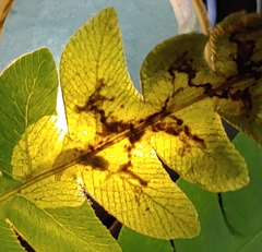 Chirosia filicis