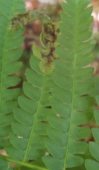 Chirosia filicis