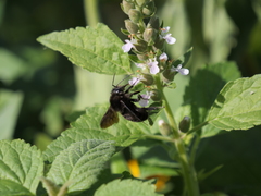 Teucrium vesicarium