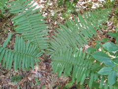 Chirosia filicis