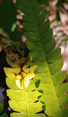 Chirosia filicis