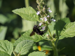 Teucrium vesicarium