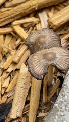 Coprinellus arenicola