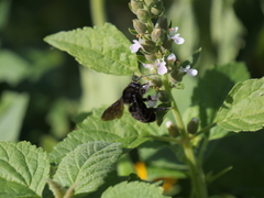 Teucrium vesicarium