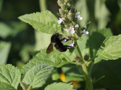 Teucrium vesicarium