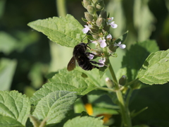 Teucrium vesicarium