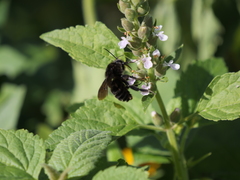 Teucrium vesicarium