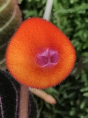 Pearcea hypocyrtiflora