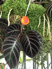 Pearcea hypocyrtiflora