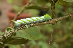 Manduca pellenia