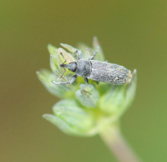 Mecinus barbarus