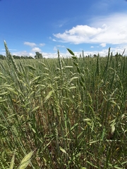 Bromus grossus
