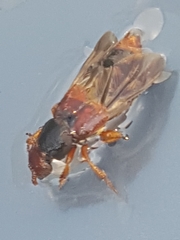 Platydracus immaculatus