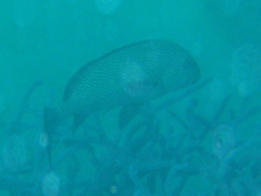 Plectorhinchus pica