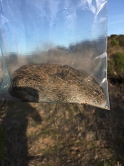 Microtus californicus