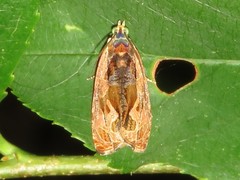 Olethreutes nigranum