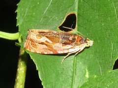 Olethreutes nigranum