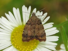 Choreutis pariana