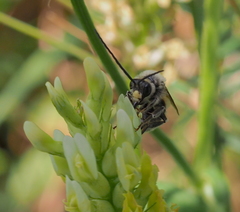 Eucera pollinosa