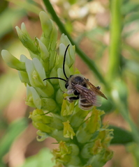 Eucera pollinosa