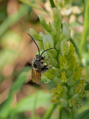 Eucera pollinosa