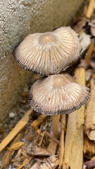 Coprinellus arenicola
