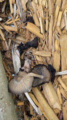 Coprinellus arenicola