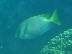 Siganus doliatus