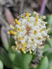 Curio talinoides
