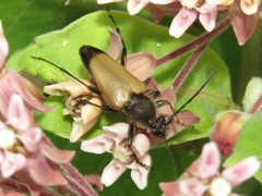 Trigonarthris subpubescens