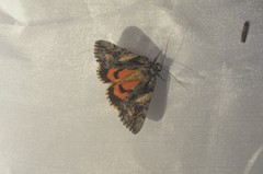 Catocala verrilliana